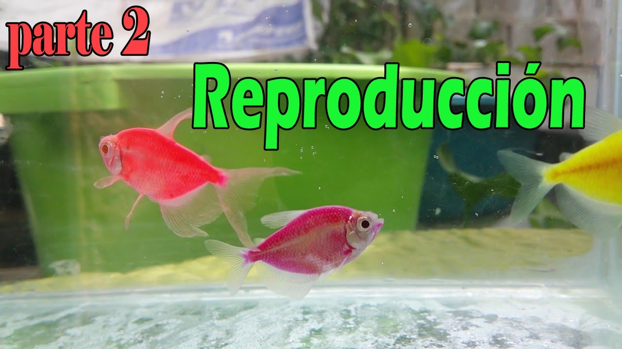 como reproducir tetras monjitas parte 2