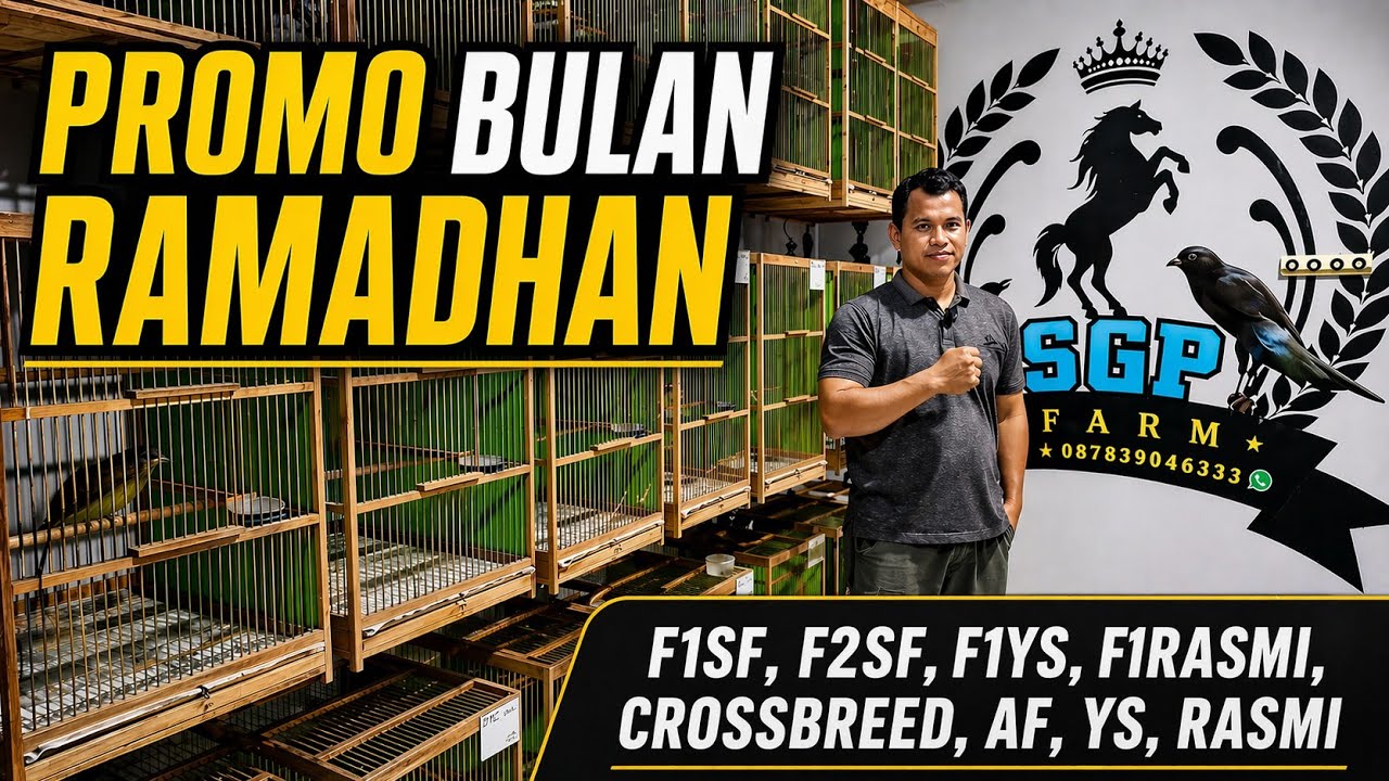 PROMO RAMADHAN‼️Paud KENARI beragam silangan STOCK MELIMPAH di SGP FARM DIY....