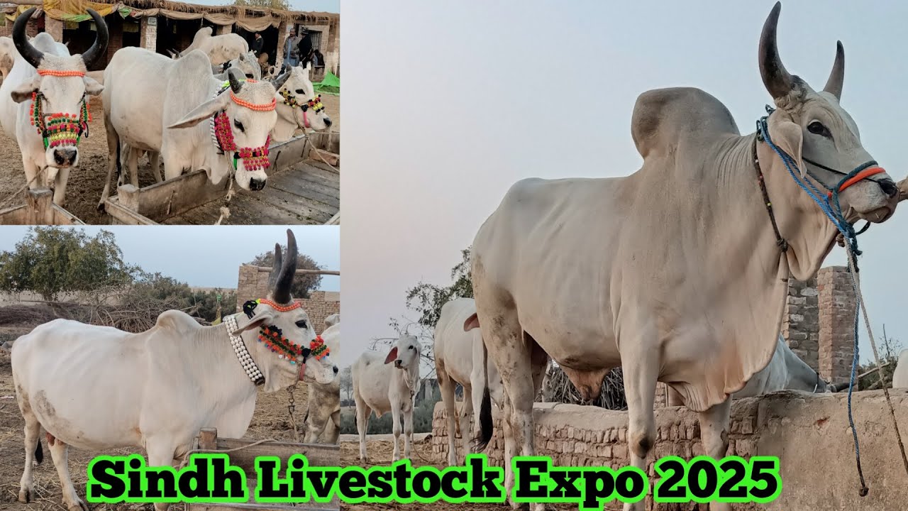 Sindh Livestock Expo karachi 2025