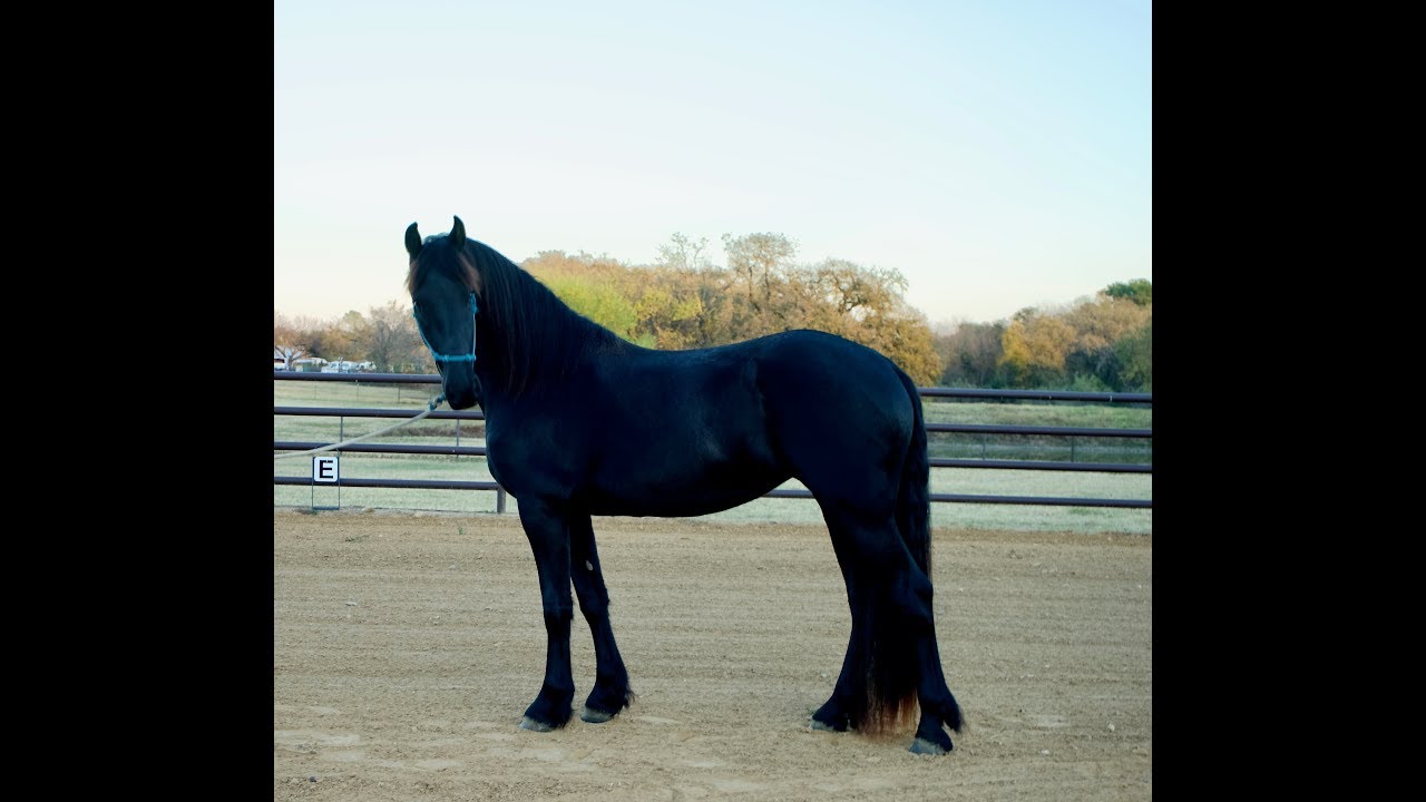 Friesian mare for Sale Beart 411 S+P x Tsjerk 328 S+P