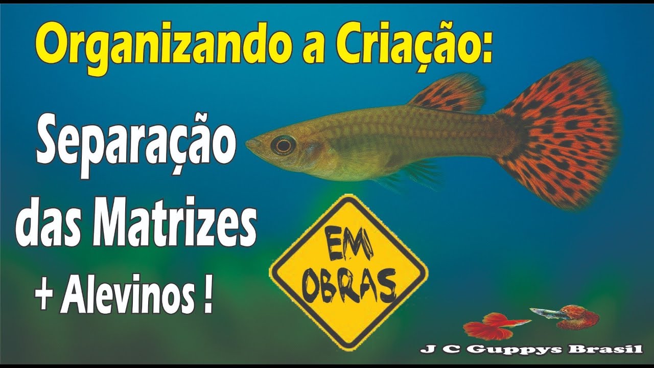 Organização da Criação: Manejo das Linhagens + Alevinos !