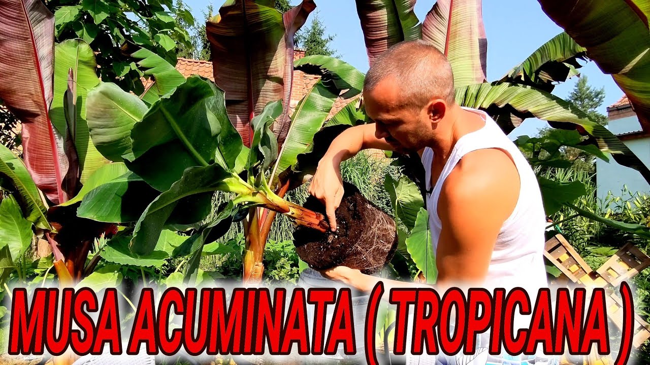 Musa acuminata super dwarf cavendish. Przesadzanie do większego pojemnika, uprawa.  Musa tropicana