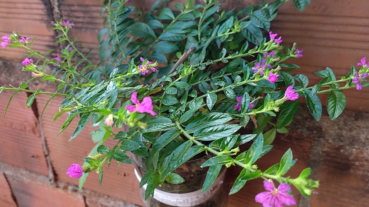 Parte 2 das minhas plantas do meu quintal
