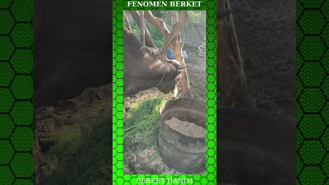 FENOMEN BERKET YİNE DIKINIP DURU #shorts #cow #shortsvideo