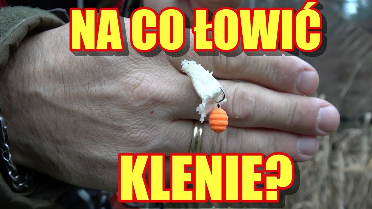 ZESTAW NA ZIMOWE KLENIE, PRZYNĘTA, ZANĘTA. KLENIE DOPISUJĄ. NA CO ŁOWIĆ KLENIE?