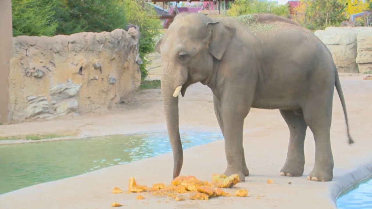 Denver elephants takes part in annual 'Squish the squash' event