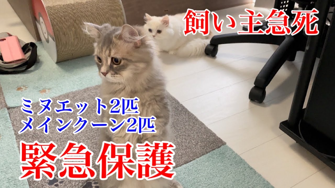 【飼い主急死の為緊急保護】ミヌエット2匹とメインクーン2匹を保護しました