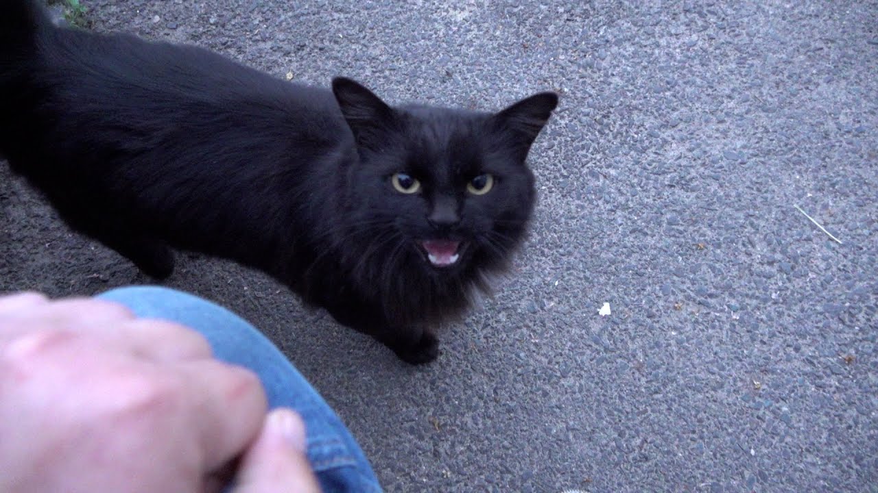 Black cat meow like a sweet bun