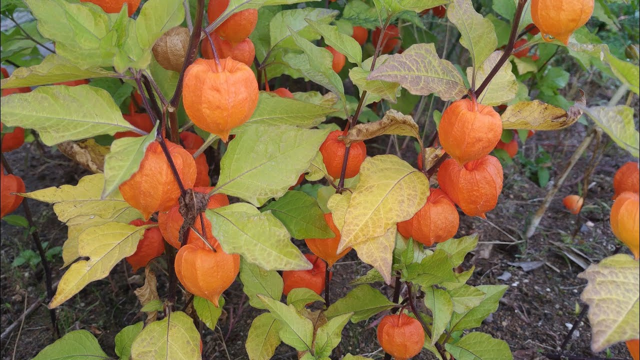 Eating Chinese Lantern, Winter Cherry, Strawberry Ground Cherry (Physalis alkekengi)
