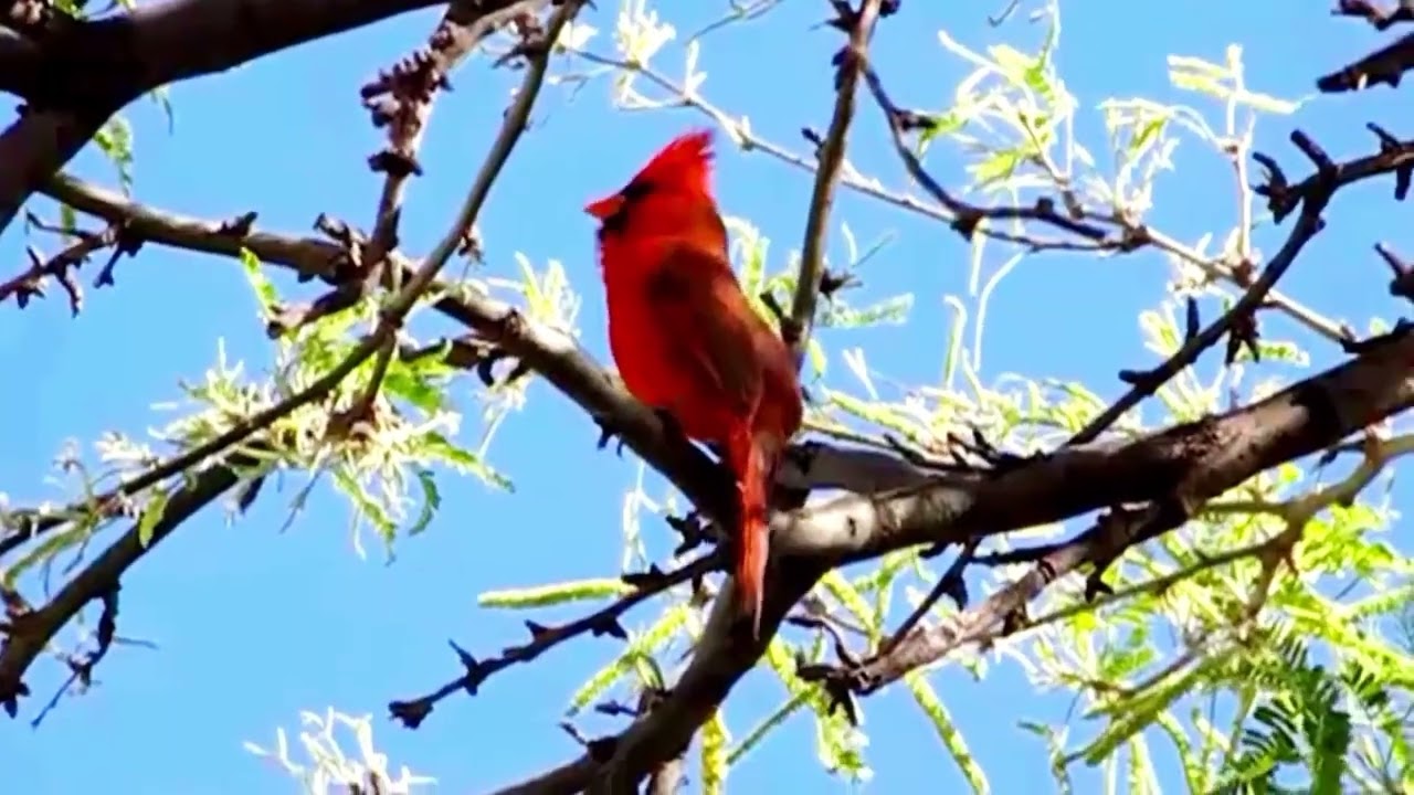 A Male Northern Cardinal Songs: Whistles, Alarms & Territorial Calls Explained -- WFC