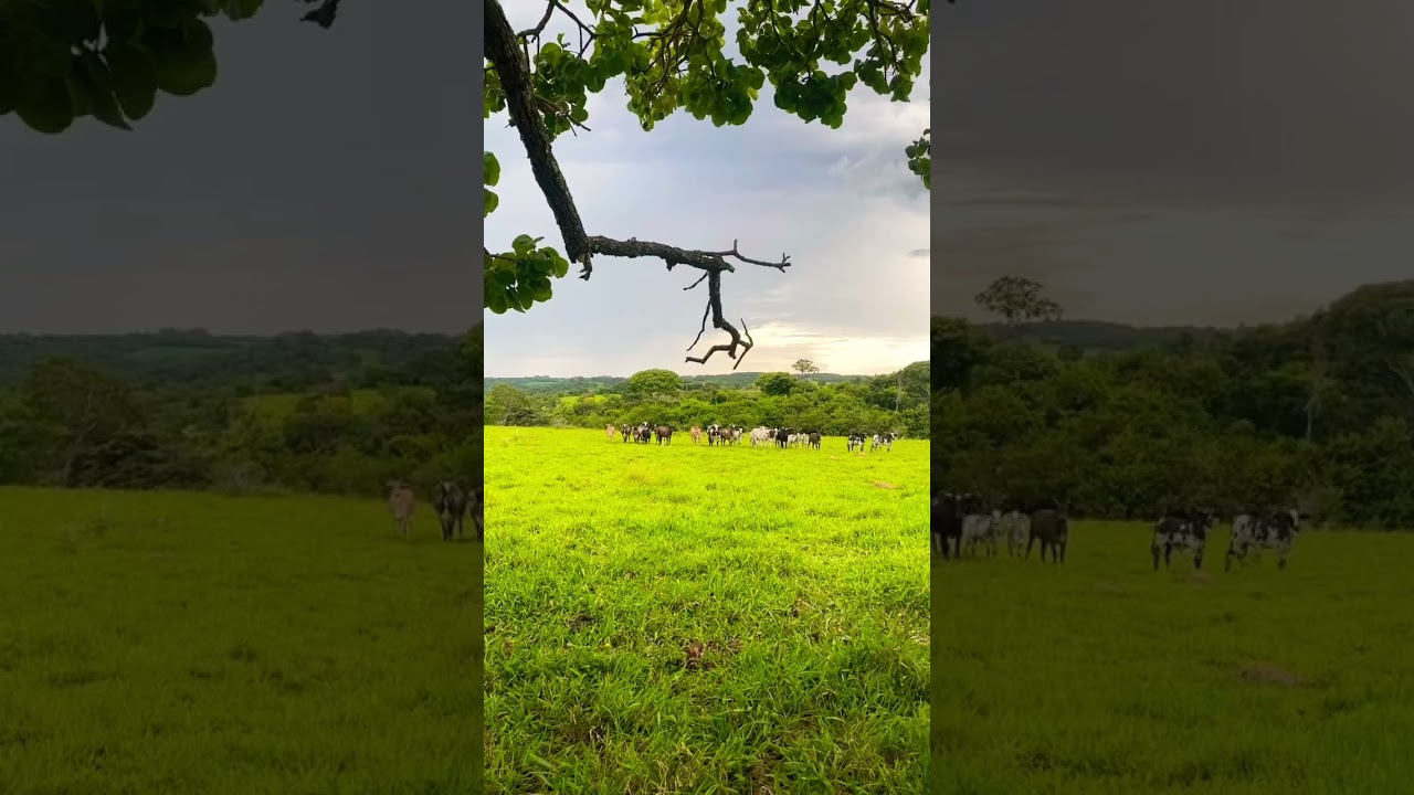 #fazenda