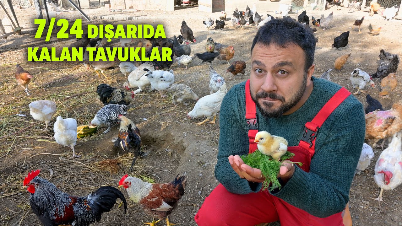🌙 7/24 Dışarıda Kalan Tavuklar! 😱 | Sabah Çiftlik Kapısı Açma 🚪 | Tavuklara Yeşillik |Çiftlik İşleri