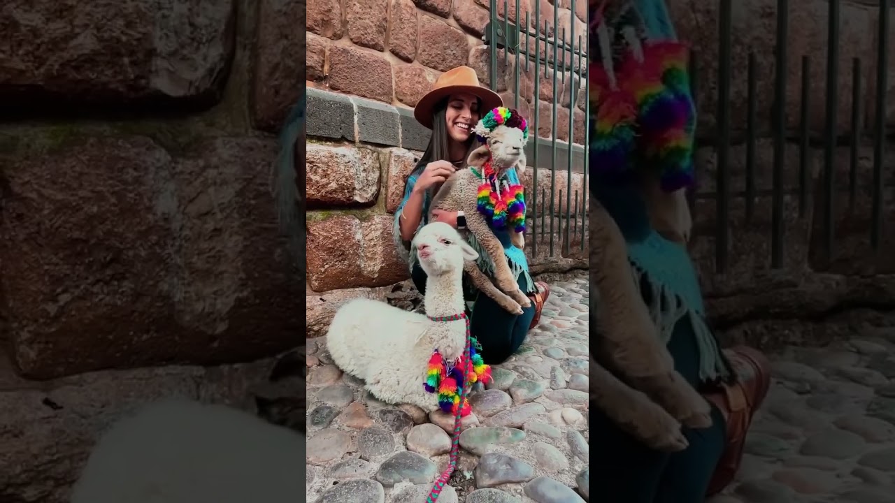 Are you ready to cuddle with these cuties in Cusco?🇵🇪 @natiarayacr #shorts #peru #travel #alpacas