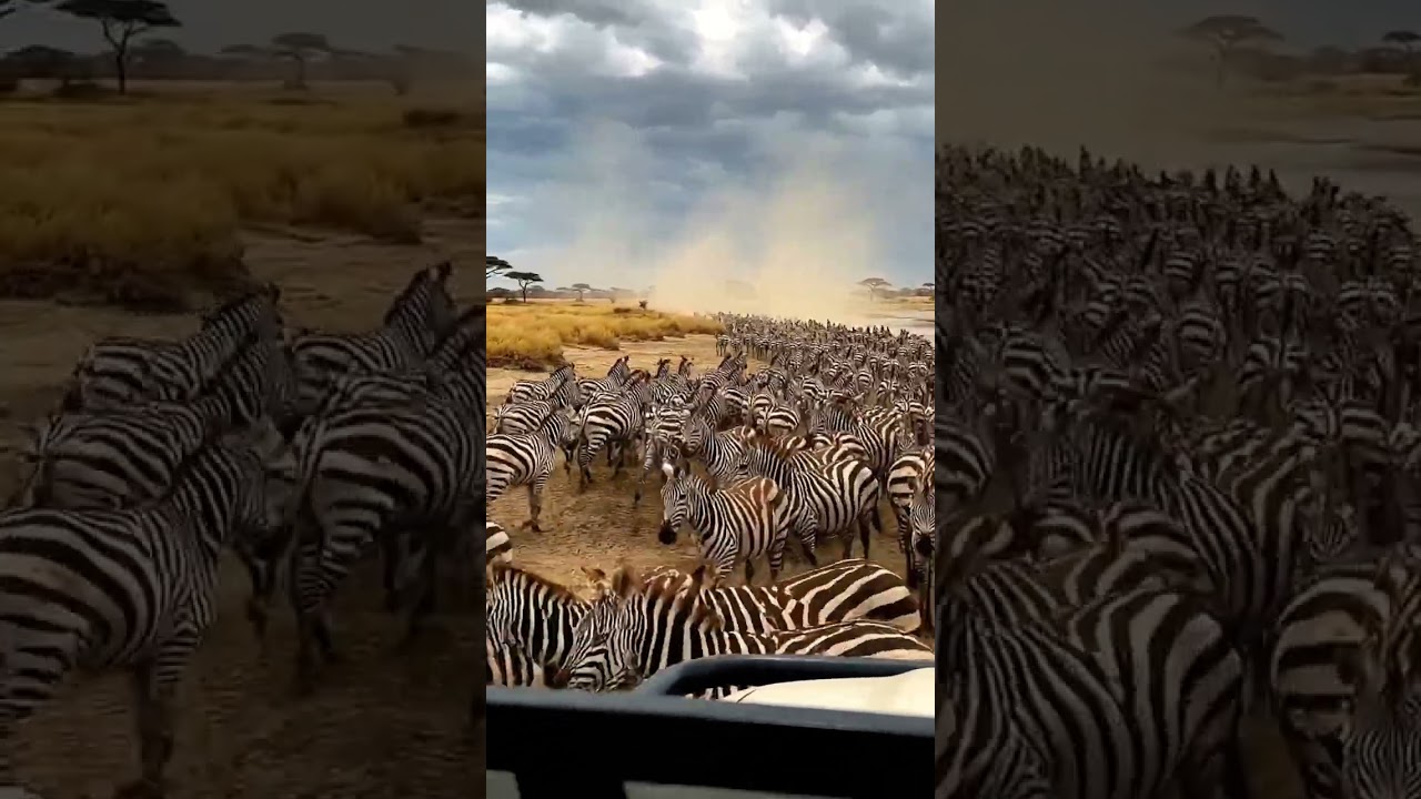 Zebra Herd Migrates Across Savanna 