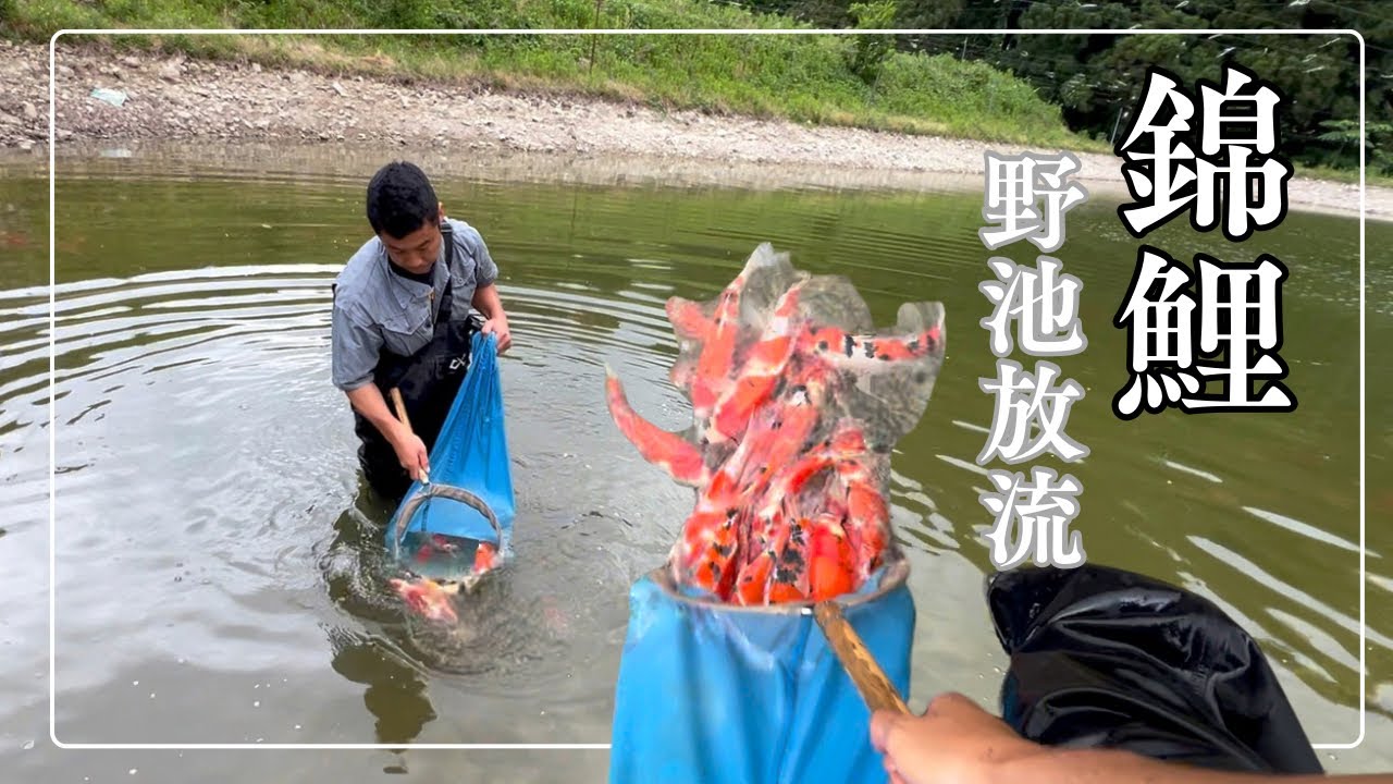 錦鯉を野池放流からの転職#錦鯉販売 #鮎の塩焼き#koifish #koi