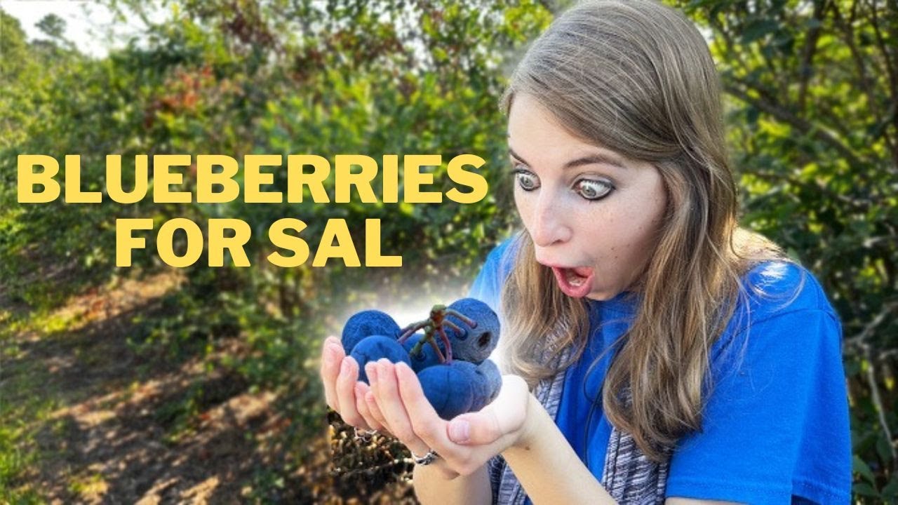 Blueberries for Sal I  Murchison Texas I Robert McCloskey I Kassi Kincaid I Book Days I Blueberries