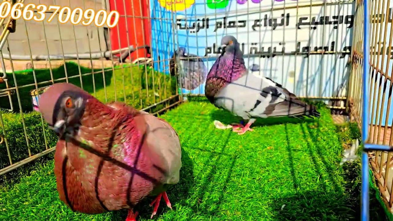 توليعة شهر رمضان 🔥🔥 الجديد في عالم الحمام الاسباني 50حمامة 🌛🥇🌜
