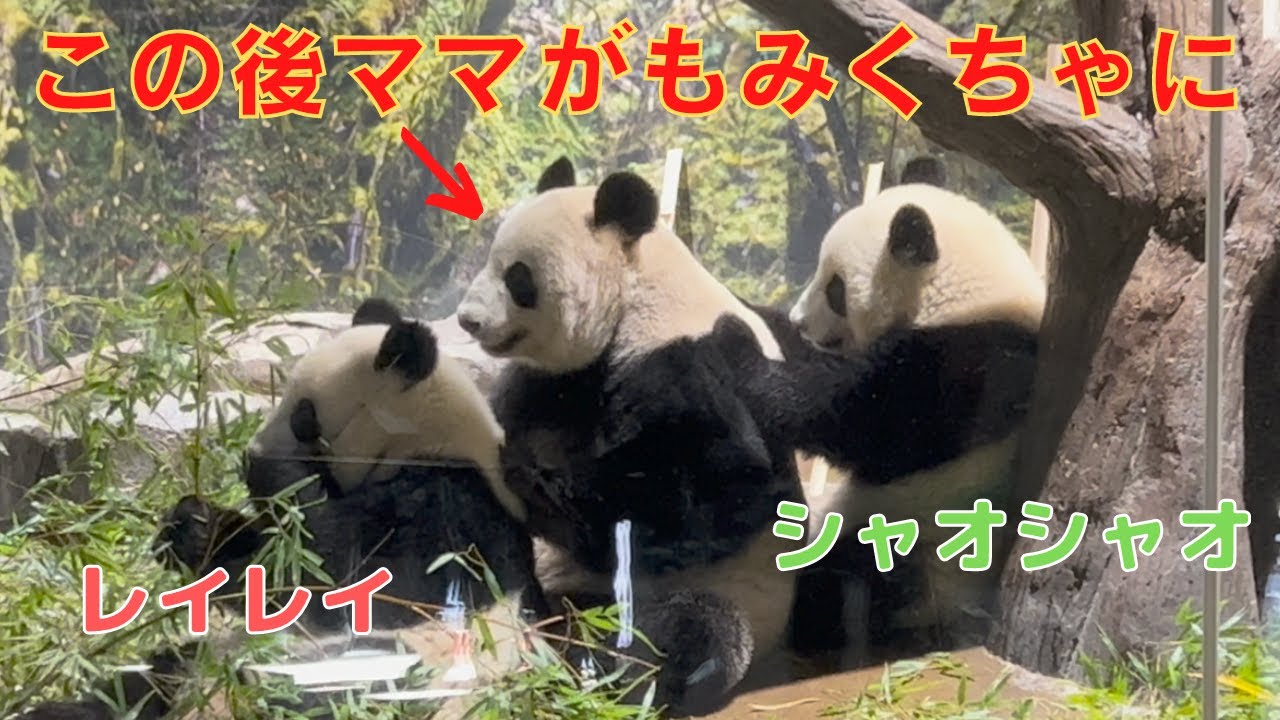 【2/2 シャオシャオとレイレイ】シャオvsママ。お食事中のママに構って攻撃のシャオくん。ママの竹を取ろうとするレイちゃんに挟まれ双子にもみくちゃにされるシンママです。