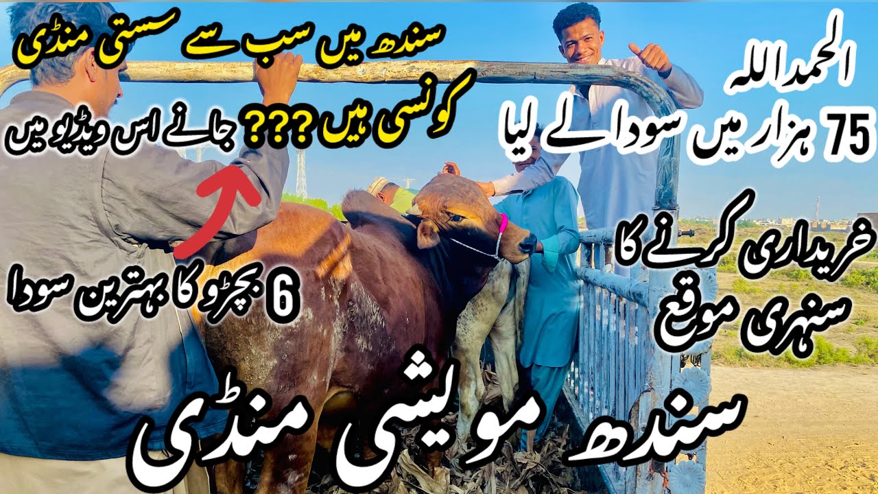 Sindh Cow Mandi Latest Update 17 February 2026 😍 | Cow Mandi 2026 😱