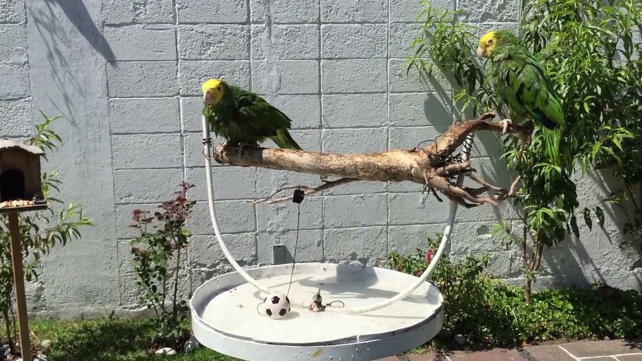 LOROS CABEZA AMARILLA | SE BA&Ntilde;ARON | Loro Kankan