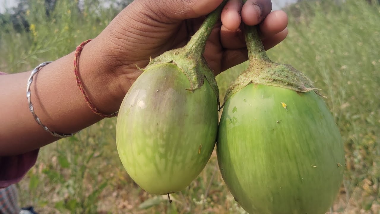 Mera bari ka baigan 