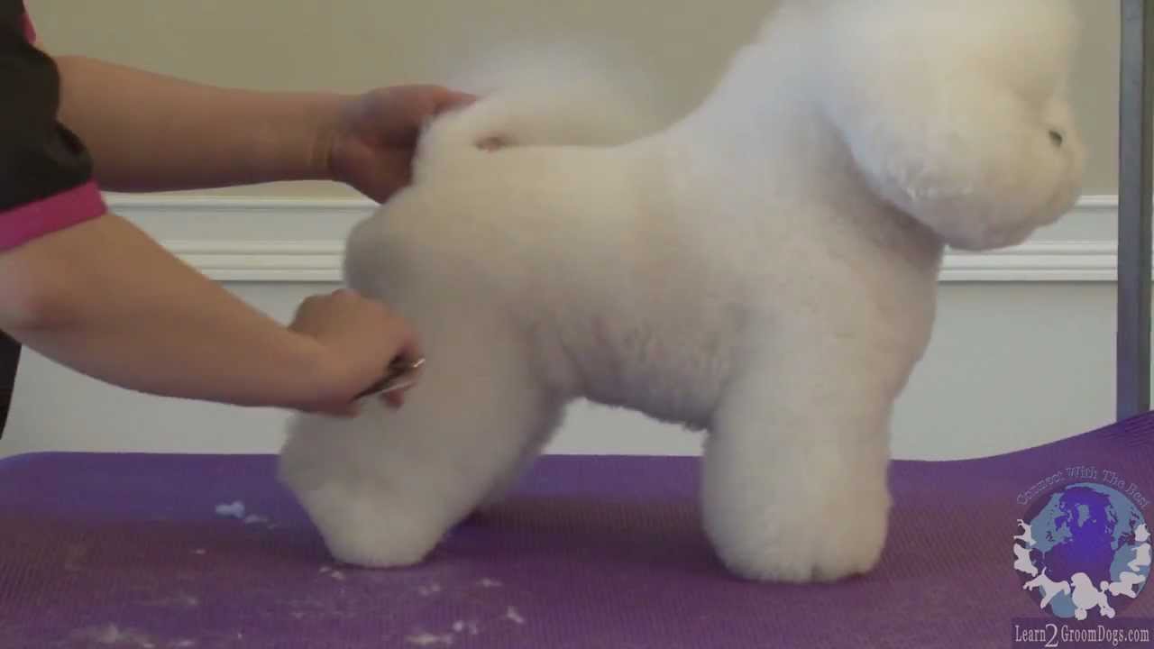 Lindsey Dicken: Bichon in Show Style Trim: FREE HOW TO GROOM Lesson