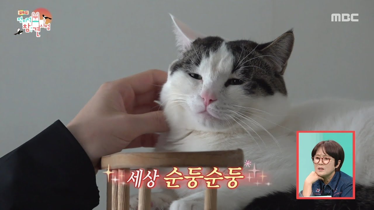 [전지적 참견 시점] 동물들 구조하러 출동한 팀 이강태🐈 복잡한 감정의 구조대, MBC 260214 방송
