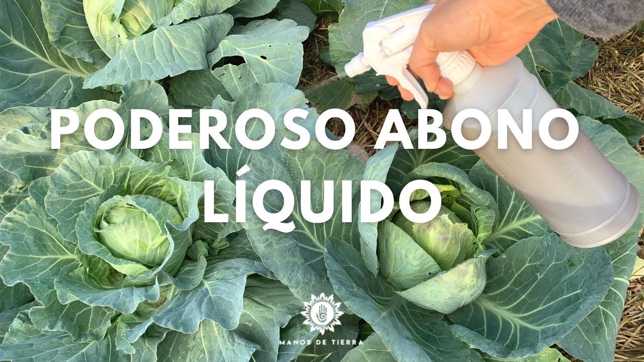Maximizando el crecimiento de tus hortalizas con humus de lombriz líquido 🪴🥬🪱