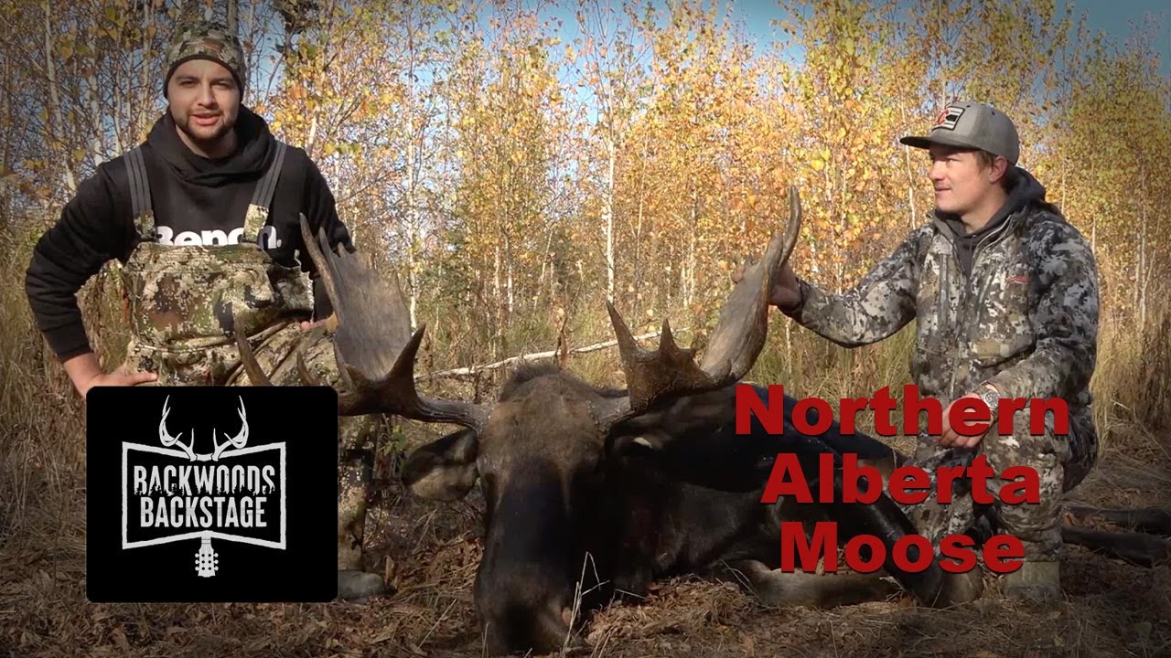 Backwoods Backstage - Giant Northern Alberta Bull Moose