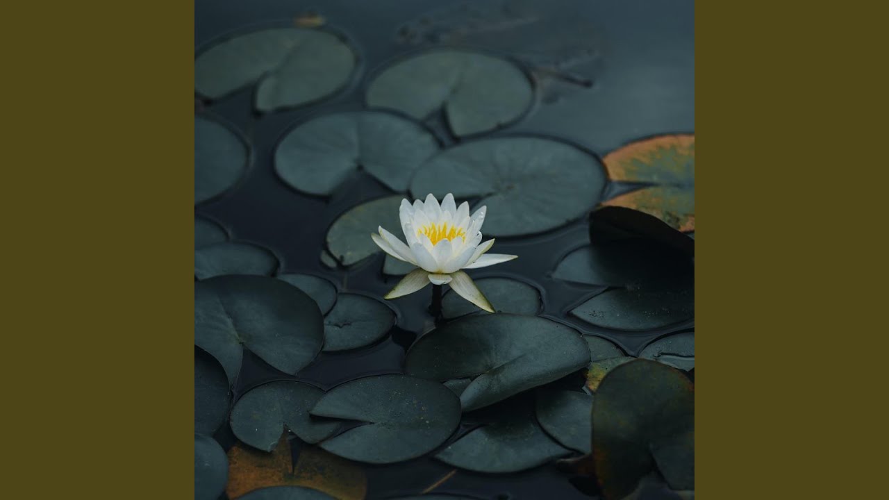 莲池夜月