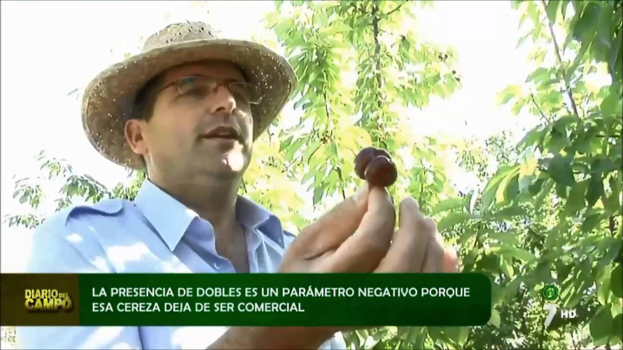 Reportaje sobre mejora genética de cereza en el programa 'Diario del Campo'