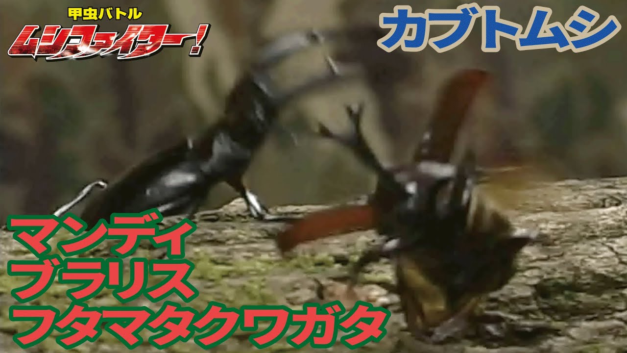 【公式】カブトムシ vs マンディブラリスフタマタクワガタ【甲虫バトル ムシファイター！】#2