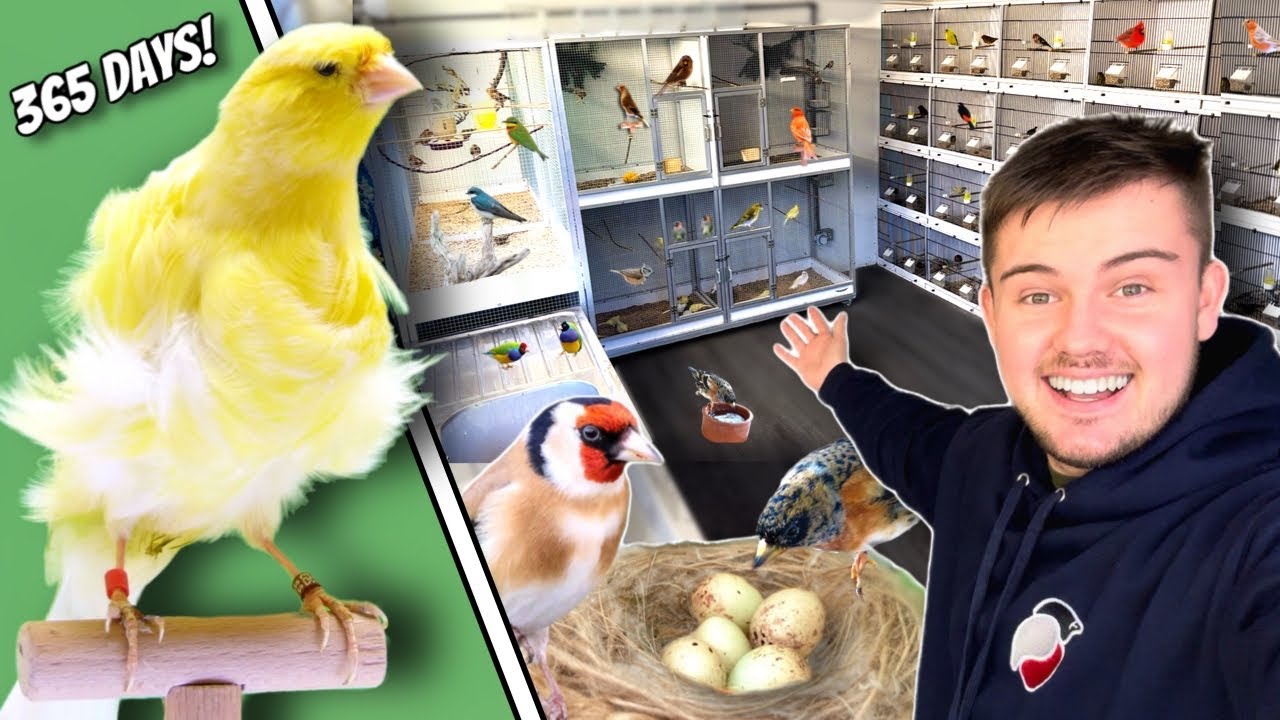 365 DAYS in the NEW Bird Room!