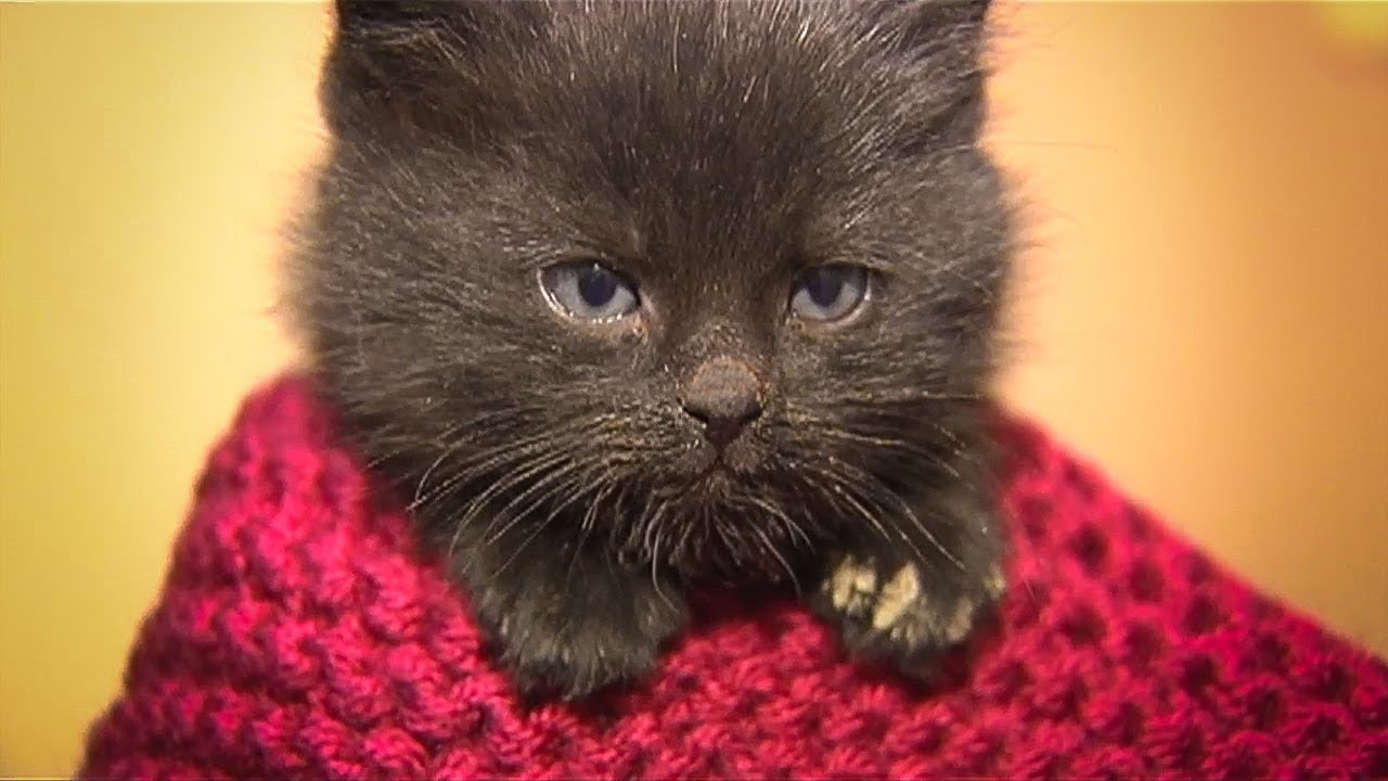 Woman knits hundreds of blankets for cats in shelter