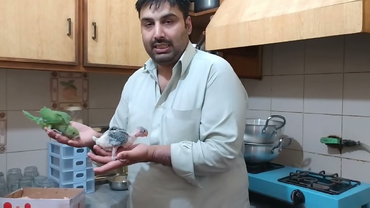 Alexander Baby Parrot Growth Day By Day - Full Care And Training Details In Urdu - PAKISTAN VLOG -