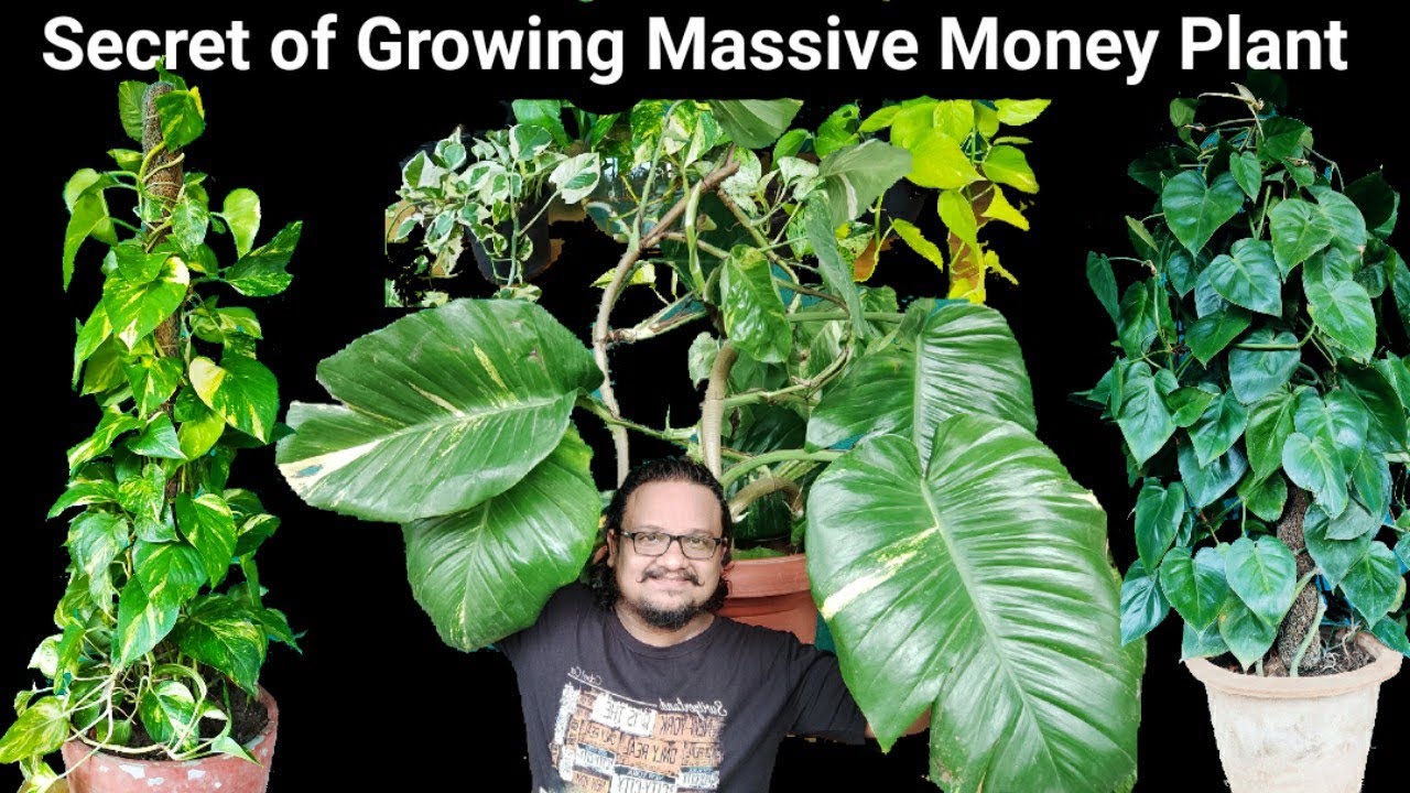 इस तरह से लगाया मनी प्लांट बढ़ेगा 100 गुना तेज़ी से ~ How to grow money plant fast, Complete Guide