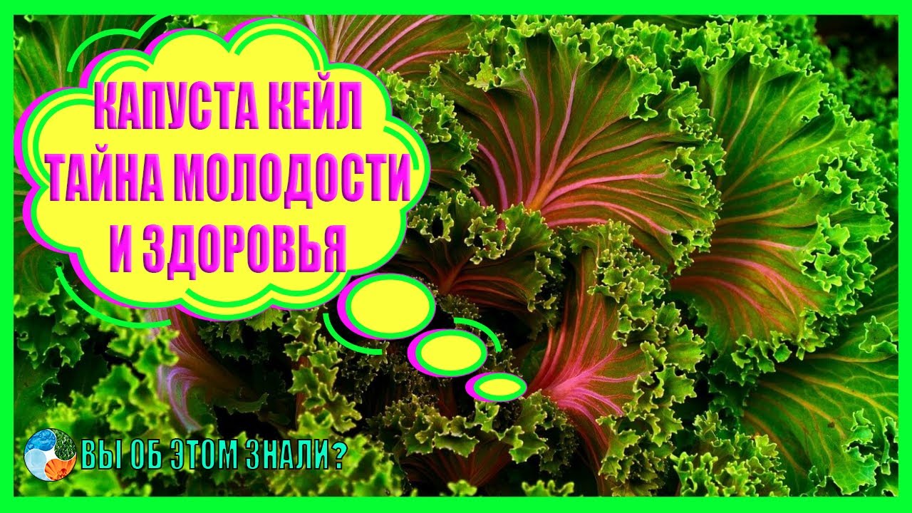 Капуста кейл &mdash; тайна молодости и здоровья