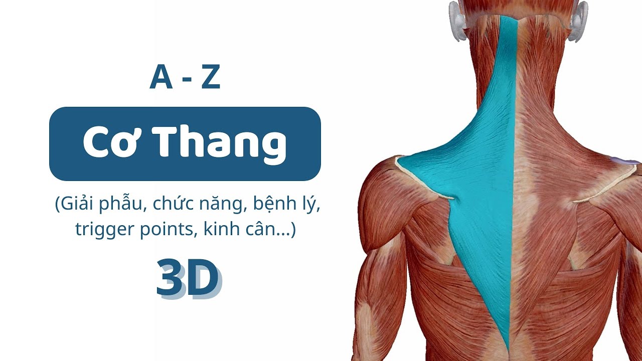 #3: Cơ Thang (3D) | A-Z đặc điểm các nhóm cơ