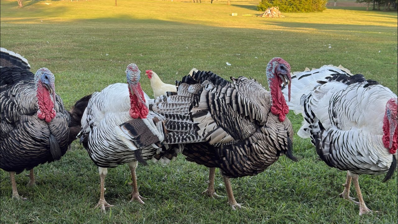 Nakarmmy całą farmę! 🐔🦆🦃🪿