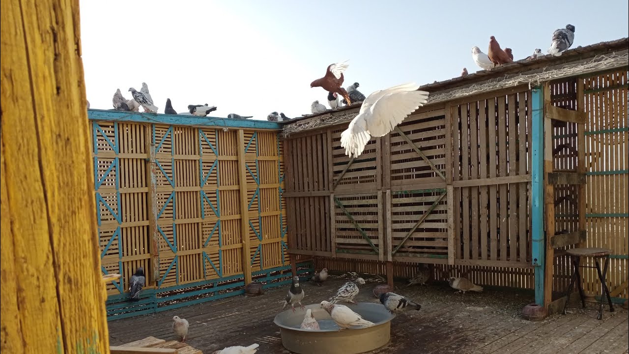 اصول الأولي السليمه_والفرق مبين العشق_و البوظان🕊️#حسين_الخطيب