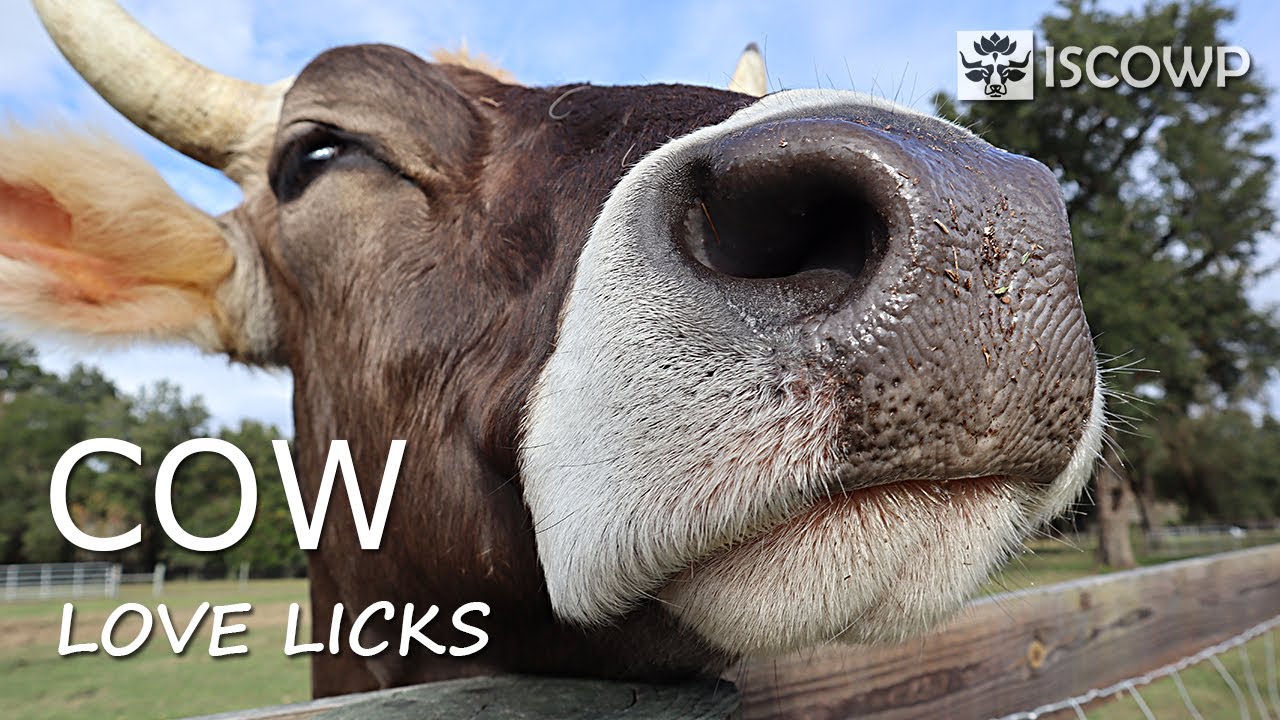 Sloppy Cow Love Licks from Dhruva the Ox