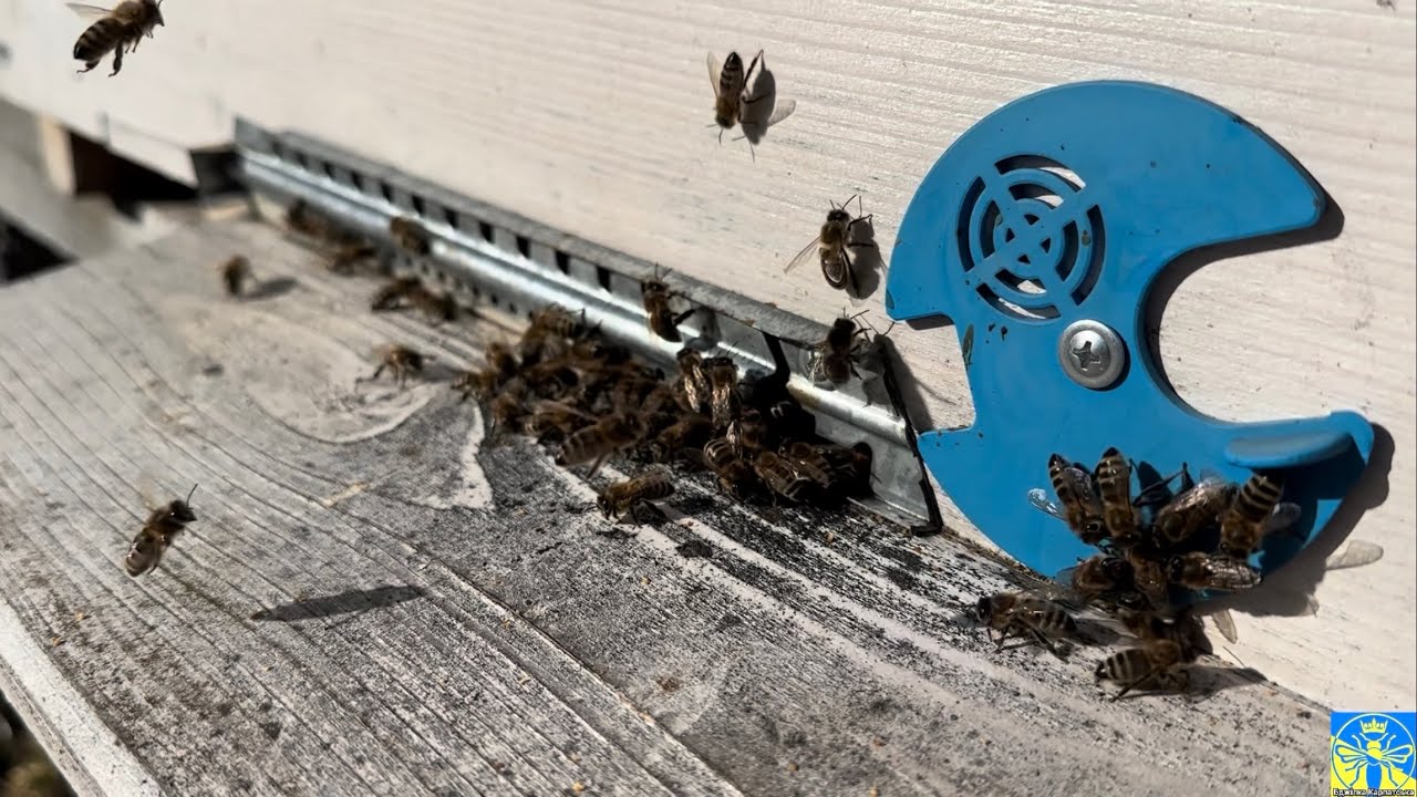 Перший обліт бджіл, сезон 2026 відкрито ❤️🐝❤️