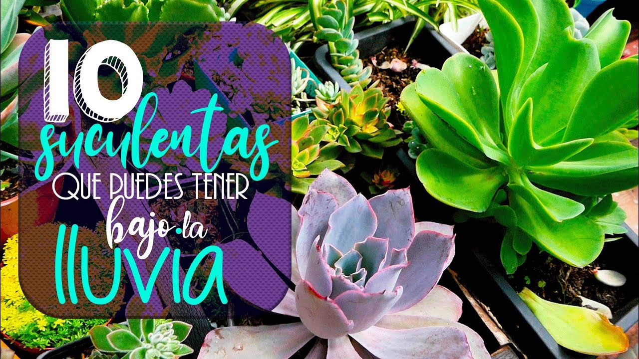 10 SUCULENTAS QUE LES GUSTA EL AGUA