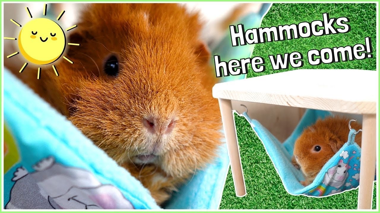 Making Guinea Pig Hammocks! | VLOG
