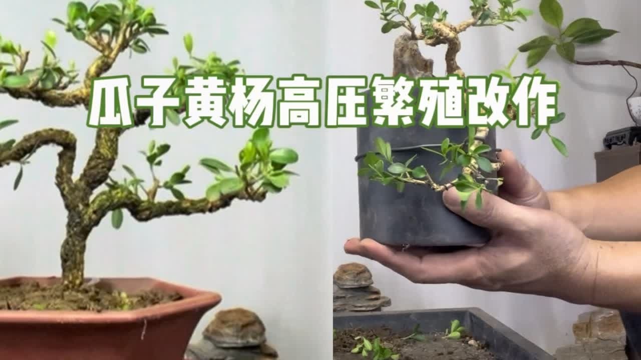 瓜子黄杨盆景高压繁殖改作详细教程，很实用！赶紧看看 园艺师教你，用高压繁殖的方法改造瓜子黄杨盆景。#盆景 #瓜子黄杨 #盆景制作造型技巧