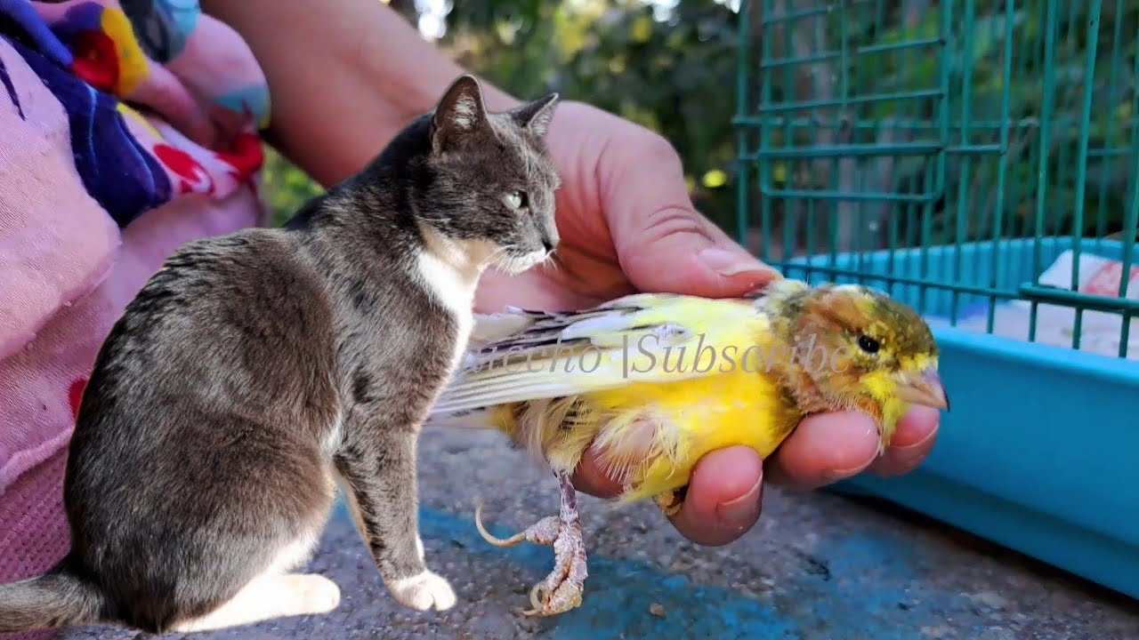 Cat Attack 🐈 on my Canary bird and Injured him #cat #birds