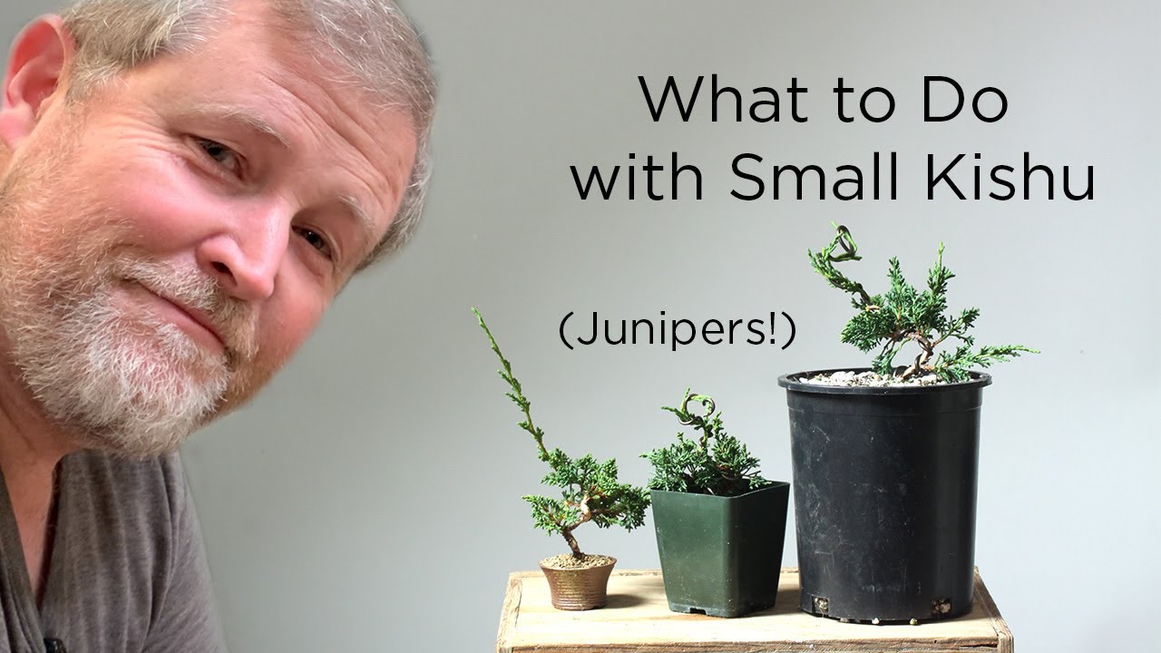 Bonsaify | Three Examples of Fall Work on Young Kishu Junipers
