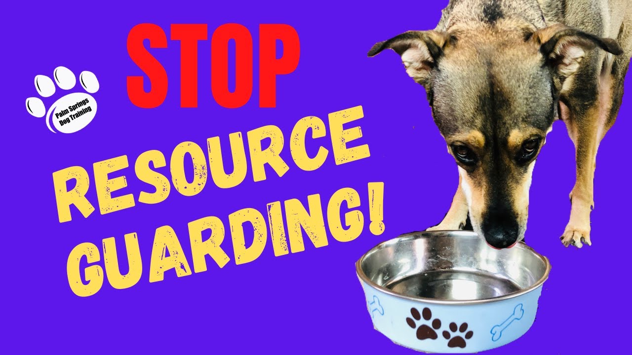 How to Stop Resource Guarding in Dogs Without Force | Majestic Dog Training – Boulder & Palm Springs
