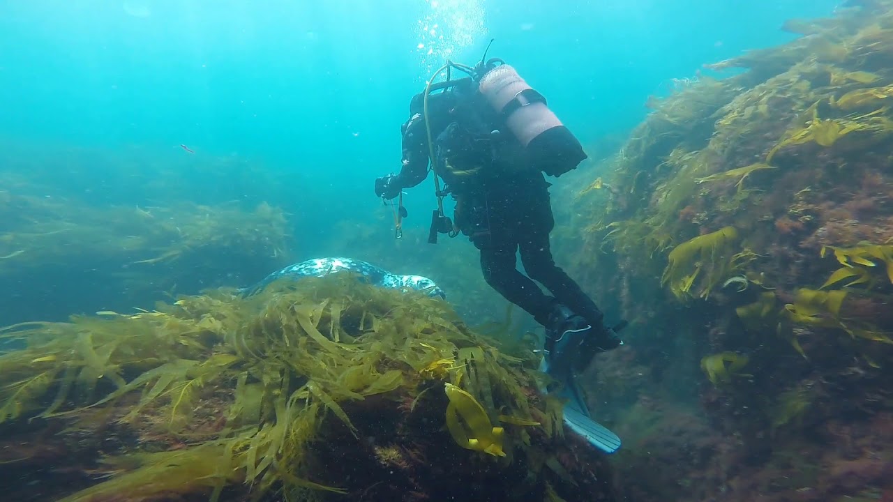 Lundy Seals - June 2018 (Mercian Divers BSAC 2463)