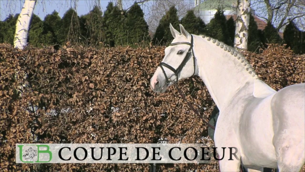 Haupt- und Landgestüt Schwaiganger -  Coupe de Coeur